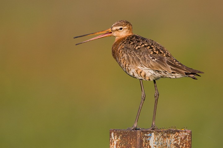 Uferschnepfe Limosa limosa Black-tailed Godwit 